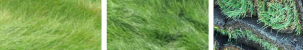 Native Grass / Sod